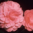 Flower Song